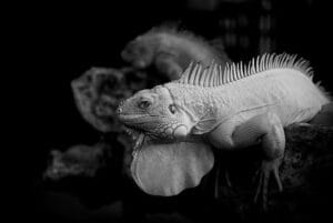 Read more about the article Black and White Photography: Capturing Timeless Beauty