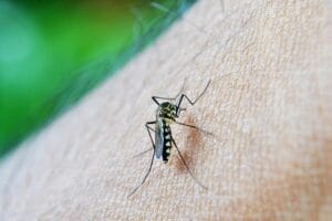 Read more about the article Understanding and Preventing Dengue Fever